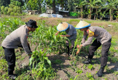 Polsek Taman dan Petani Kelola Lahan Jagung Dukung Ketahanan Pangan Sidoarjo