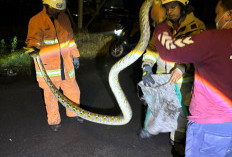 Heboh! Ular Sanca 3 Meter Mangsa Ayam Warga Manyar Jaya