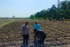 Bhabinkamtibmas Dermo Dampingi Petani Jagung Perkuat Ketahanan Pangan dan Jaga Kamtibmas