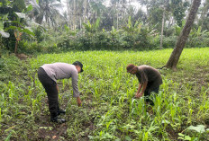 Dukung Asta Cita Presiden, Polsek Ranuyoso Cek Lahan Jagung Warga