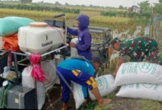 Danramil Babat Turun Sawah, Gelar Wiwit Panen Raya Bersama Petani Kebalanpelang Lamongan