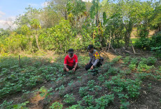 Bhabinkamtibmas Paron Pantau Tanaman Cabai, Dorong Ketahanan Pangan dari Pekarangan Rumah