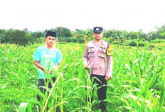 Dukung Ketahanan Pangan Nasional, Bhabinkamtibmas Polsek Blega Edukasi Petani Jagung Desa Karang Gajam