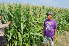Tingkatkan Swasembada Pangan, Polsek Candi Bersama Petani Kelola Lahan Jagung