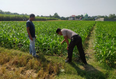 Dukung Asta Cita Presiden, Kanit Binmas Polsek Tarokan Terjun ke Sawah Pantau Petani