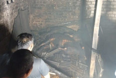 Kandang Sapi di Bluluk Lamongan Terbakar, 2 Ekor Mati, Kerugian Rp60 Juta