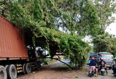 Pohon Tua Tumbang Timpa Truk di Bungah Gresik, Sopir Selamat