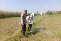 Pantau Perawatan Jagung Sejak Awal, Bhabinkamtibmas Singonegaran Perkuat Ketahanan Pangan