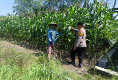 Optimalkan Ketahanan Pangan, Bhabinkamtibmas Polsek Candi Pantau Pertumbuhan Jagung di Desa Durungbedug
