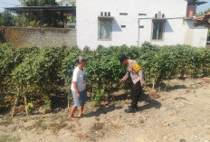 Dukung Ketahanan Pangan, Bhabinkamtibmas Polsek Bringin Cek Pertanian Sayur
