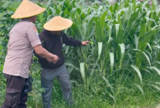 Polsek Tulangan Dukung Ketahanan Pangan Lewat Monitoring Lahan Jagung Tumpang Sari di Desa Gelang