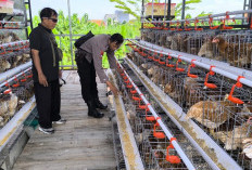 Bhabinkamtibmas Sidodadi Sambangi Peternakan Ayam Petelur, Tingkatkan Ketahanan Pangan 