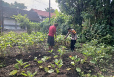 Bhabinkamtibmas Ngrambe Pantau Pekarangan Sayuran untuk Dukung Ketahanan Pangan Warga Ngawi