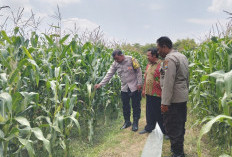 Bhabinkamtibmas Turun ke Lahan Jagung, Wujud Nyata Polri Dukung Ketahanan Pangan di Jombang