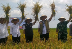 Wujudkan Swasembada Pangan, Dirut Bulog Pimpin Panen Raya di Ngawi