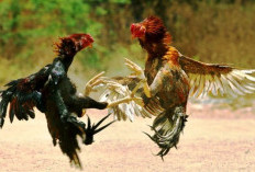 Gerebeg Arena Judi Sabung Ayam di Desa Gebang, 9 Warga Digaruk Tim Buser Satreskrim Polres Bangkalan