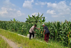 Polsek Tanggulangin Optimalkan Pengelolaan Lahan Jagung Dukung Ketahanan Pangan