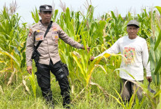 Polsek Tulangan Dukung Ketahanan Pangan, Tinjau Perkembangan Lahan Jagung di Desa Kajeksan