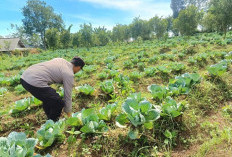Dukung Ketahanan Pangan, Bhabinkamtibmas Polsek Nongkojajar Dampingi Petani Budidaya Kubis