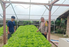 Bhabinkamtibmas Watualang Pantau Tanaman Sawi dan Selada, Dukung Ketahanan Pangan