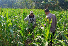 Bhabinkamtibmas Polsek Tarokan Cek Lahan Jagung di Kediri Dukung Swasembada Pangan