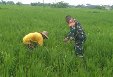 Babinsa Koramil 0826-06/Pademawu Laksanakan Pendampingan Ketahanan Pangan