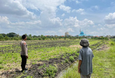 Dukung Swasembada Pangan, Bhabinkamtibmas Polsek Taman Dampingi Petani Jagung di Kelurahan Sepanjang