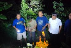 Nekat Tanam Ganja di Dalam Pot, Dua Warga Plosoklaten Diringkus Satresnarkoba Polres Kediri