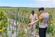 Polres Ngawi Dorong Pekarangan Produktif, Bhabinkamtibmas Kasreman Pantau Budidaya Kacang Panjang
