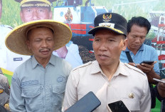 Panen Raya Melimpah, Plt Bupati Dorong Pertanian Tulungagung Naik Kelas