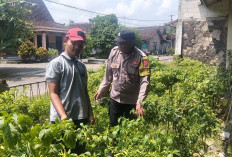Bhabinkamtibmas Desa Keniten Dampingi Program P2B, Dukung Ketahanan Pangan Keluarga di Geneng