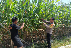 Bhabinkamtibmas Widodaren Giat Monitoring Lahan Jagung Warga, Perkuat Ketahanan Pangan di Ngawi 