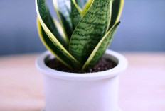 Selain Mempercantik Rumah, 5 Tanaman Hias Ini Juga Bisa Menyerap Debu 