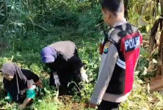 Bhabinkamtibmas Polsek Pasrepan Dampingi Petani Jagung