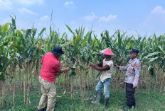 Polisi dan Petani Optimalkan Lahan Jagung di Prambon Demi Dukung Ketahanan Pangan