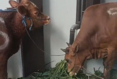 Kejari Tanjung Perak Sembelih 2 Sapi dan 3 Kambing, 310 Paket Daging Kurban Dibagikan