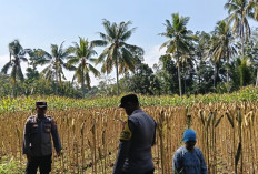 Sinergi Asta Cita Bhabinkamtibmas Polsek Randuagung Lumajang Turun ke Ladang Dampingi Petani Jagung