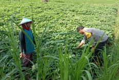 Bhabinkamtibmas Kendal Dampingi Budidaya Bayam, Perkuat Ketahanan Pangan dari Pekarangan 