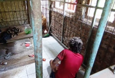 Terkurung 20 Tahun, ODGJ di Ponorogo Dievakuasi Petugas