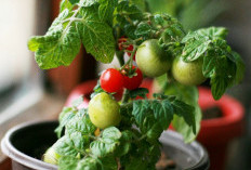 Cara Menanam Tomat Ceri Mikro di Meja Makan, Hiasan Cantik Sekaligus Bisa Dikonsumsi