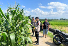 Sinergi Ketahanan Pangan, Kapolsek Lumajang Kota Turun Langsung Dampingi Petani