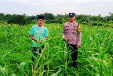 Sambangi Desa Rosep, Polsek Blega Dorong Petani Jagung Sukseskan Swasembada Pangan