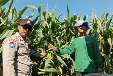 Bhabinkamtibmas Campurejo Cek Tanaman Jagung, Dorong Ketahanan Pangan dan Swasembada