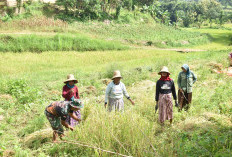Panen di Tengah TMMD, Prajurit TNI Turun ke Sawah Bantu Petani Mandala