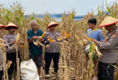  Polsek Balongbendo Panen Jagung di Wonokupang, Dukung Ketahanan Pangan Nasional