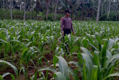 Polsek Klakah Lumajang Kawal Program Swasembada Pangan Lewat Perluasan Tanam   Jagung