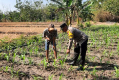 Dukung Ketahanan Pangan, Bhabinkamtibmas Wonorejo Cek Tanaman Jagung Warga