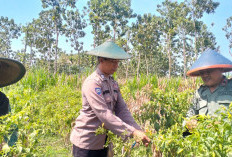 Kemandirian Pangan Nasional, Personel Polres Gresik Dampingi Pertanian di Panceng