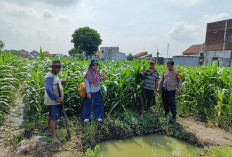 Polsek Tanggulangin Bersama PPL dan Gapoktan Rawat Tanaman Jagung Dukung Ketahanan Pangan