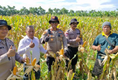 Polsek Balongbendo Cek Kesiapan Panen Jagung Serentak, Dukung Swasembada Pangan